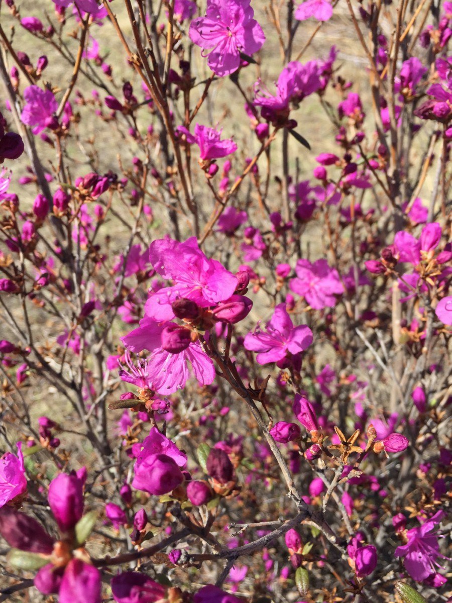 Рододендрон лютеум