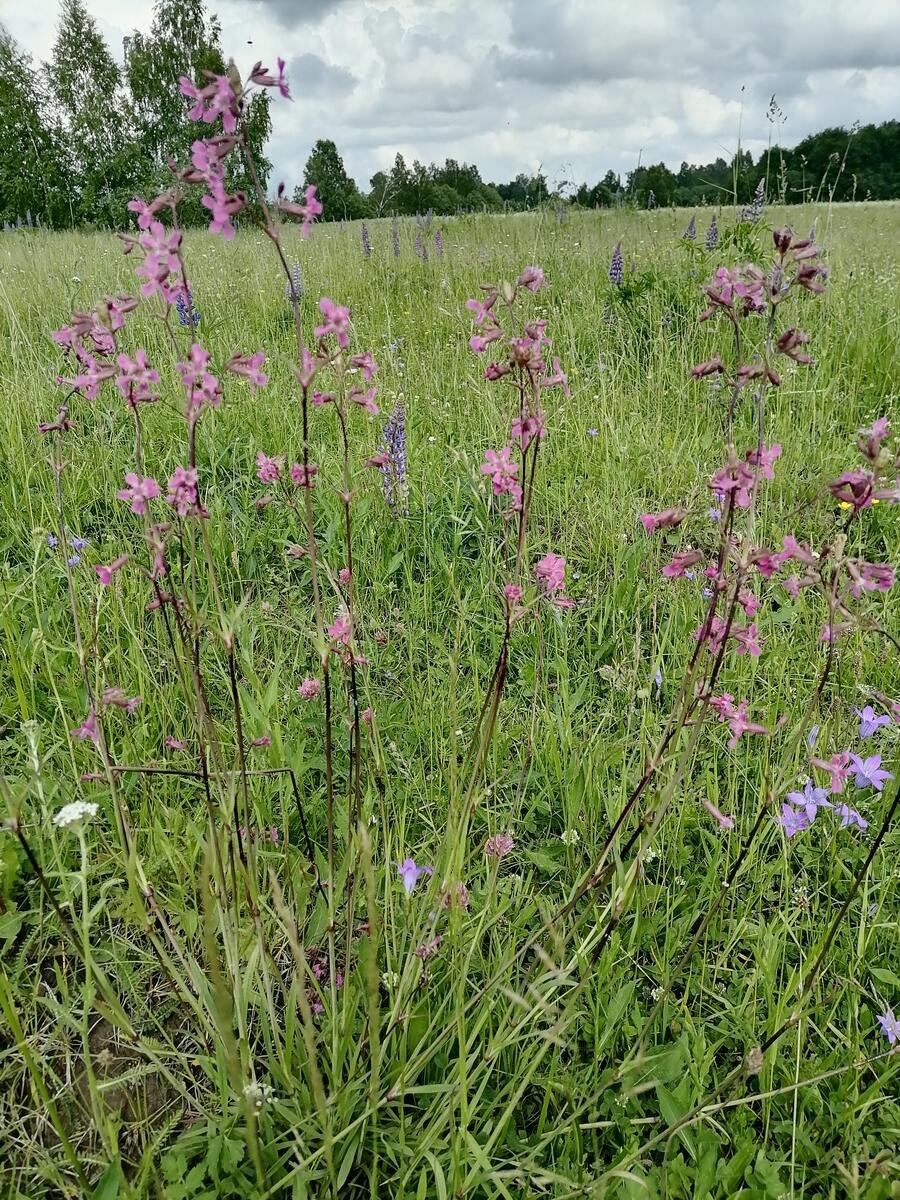 Aquilegia skinnerii