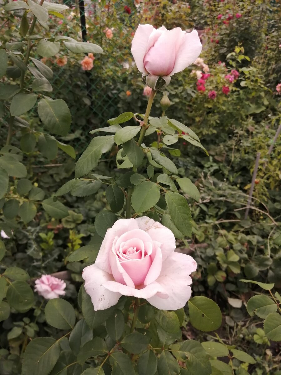 Роза фредерик мистраль