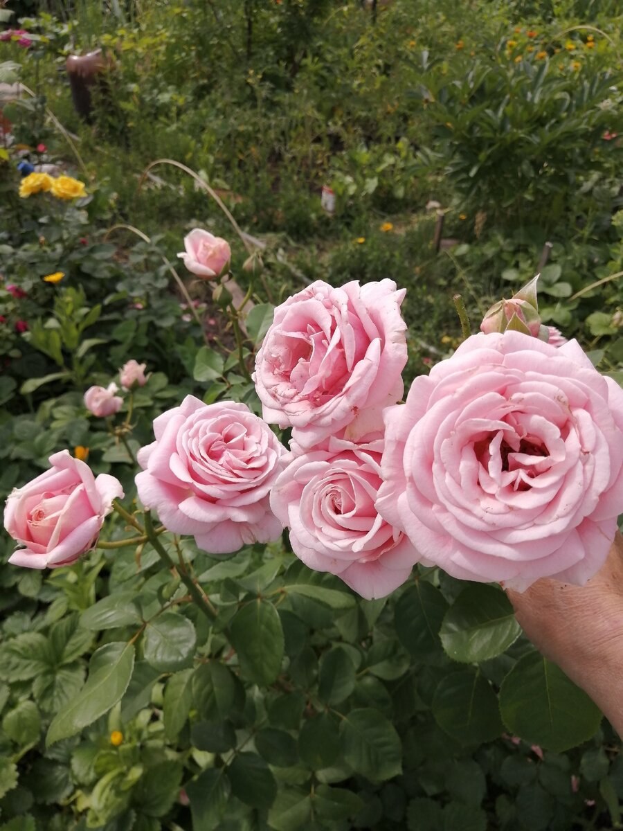 Роза Фредерик