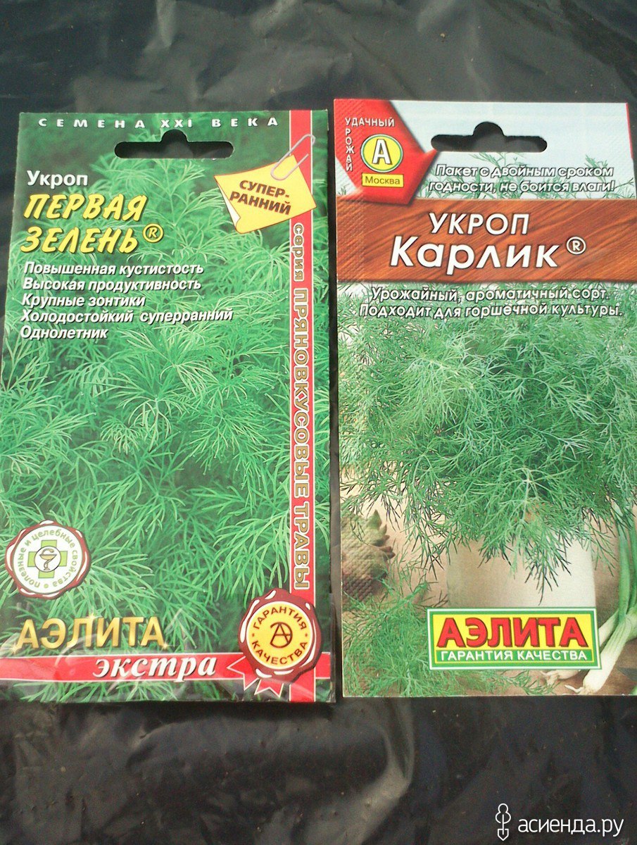 Укроп букетик с зонтиками