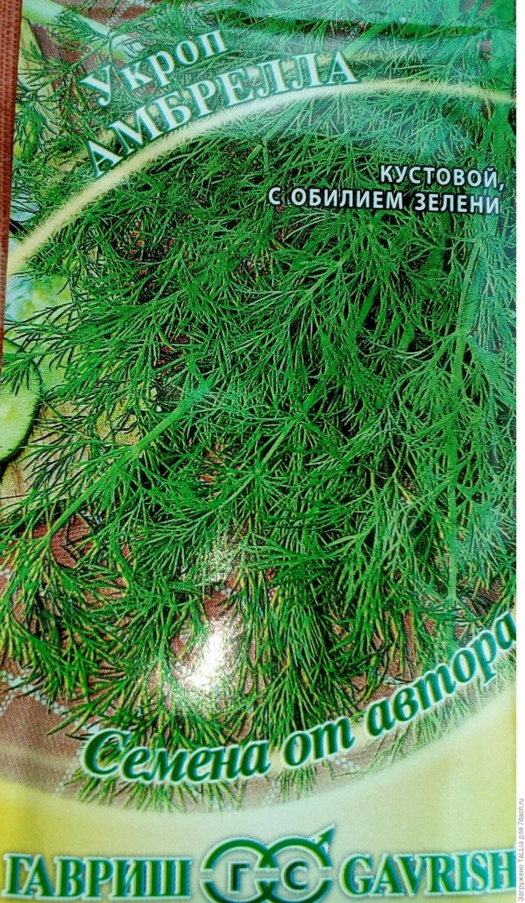 Укроп сорта Амбрелла
