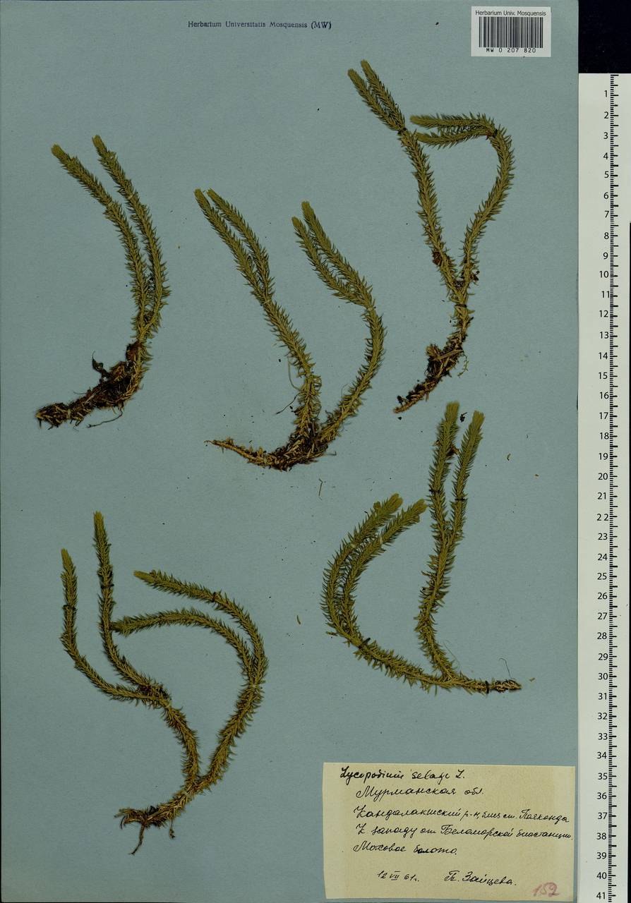 Lycopodium juniperoideum