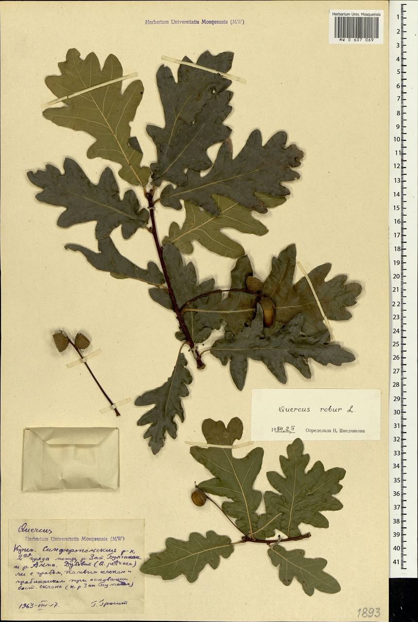 Карточка растений дуб черешчатый