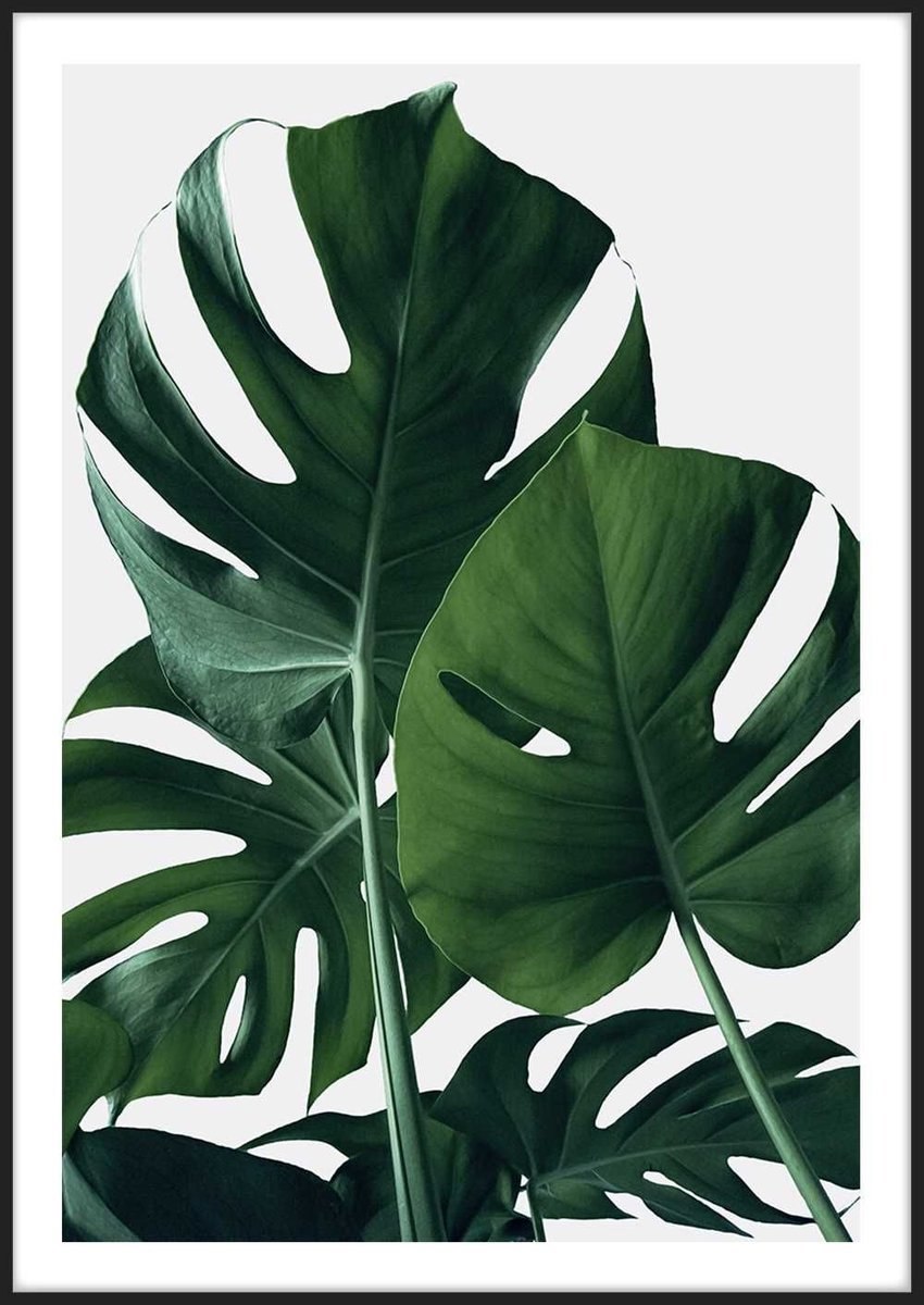 Монстера эскулетто