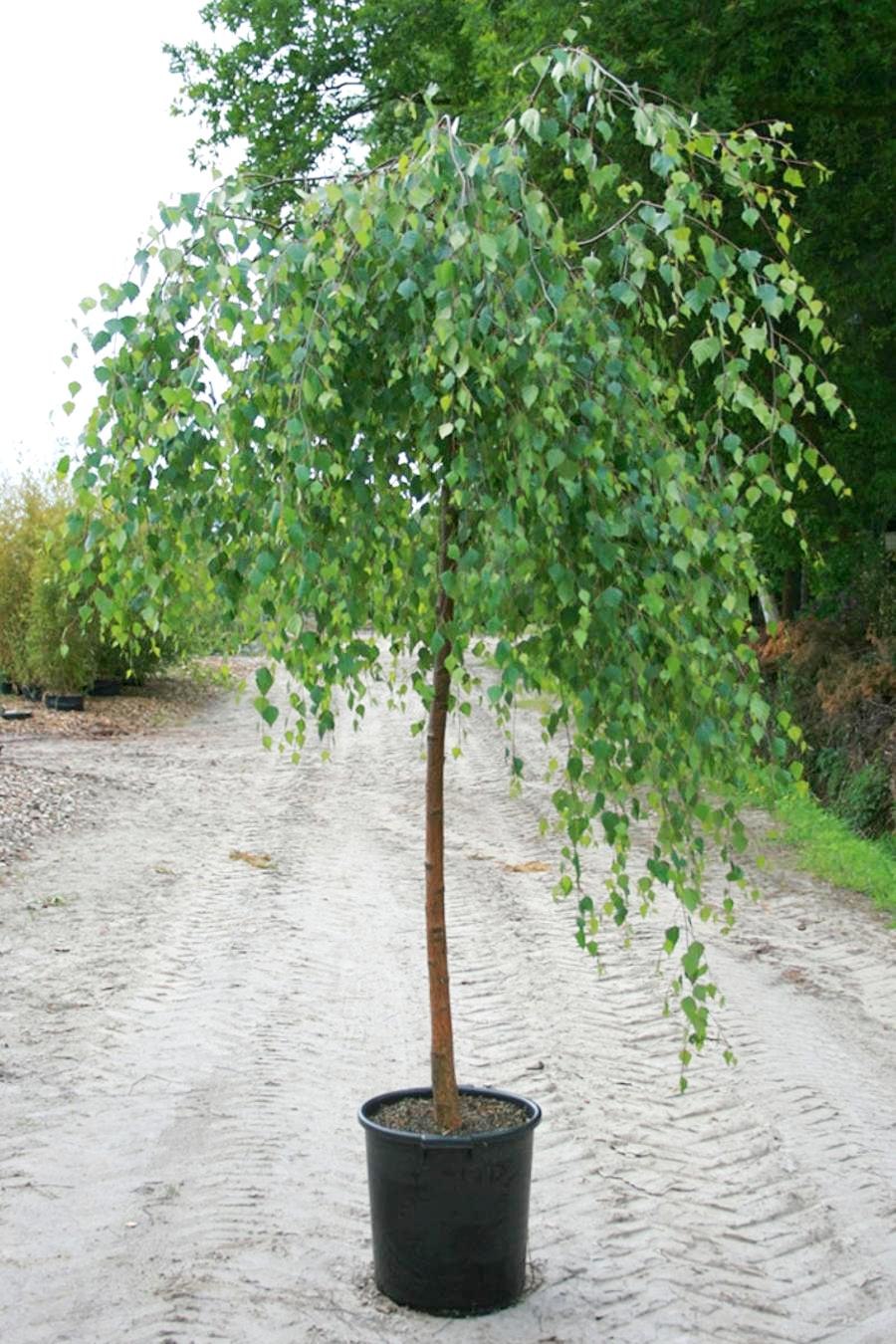 Береза карликовая повислая