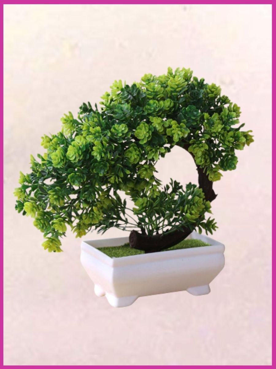 Бонсай комнатный