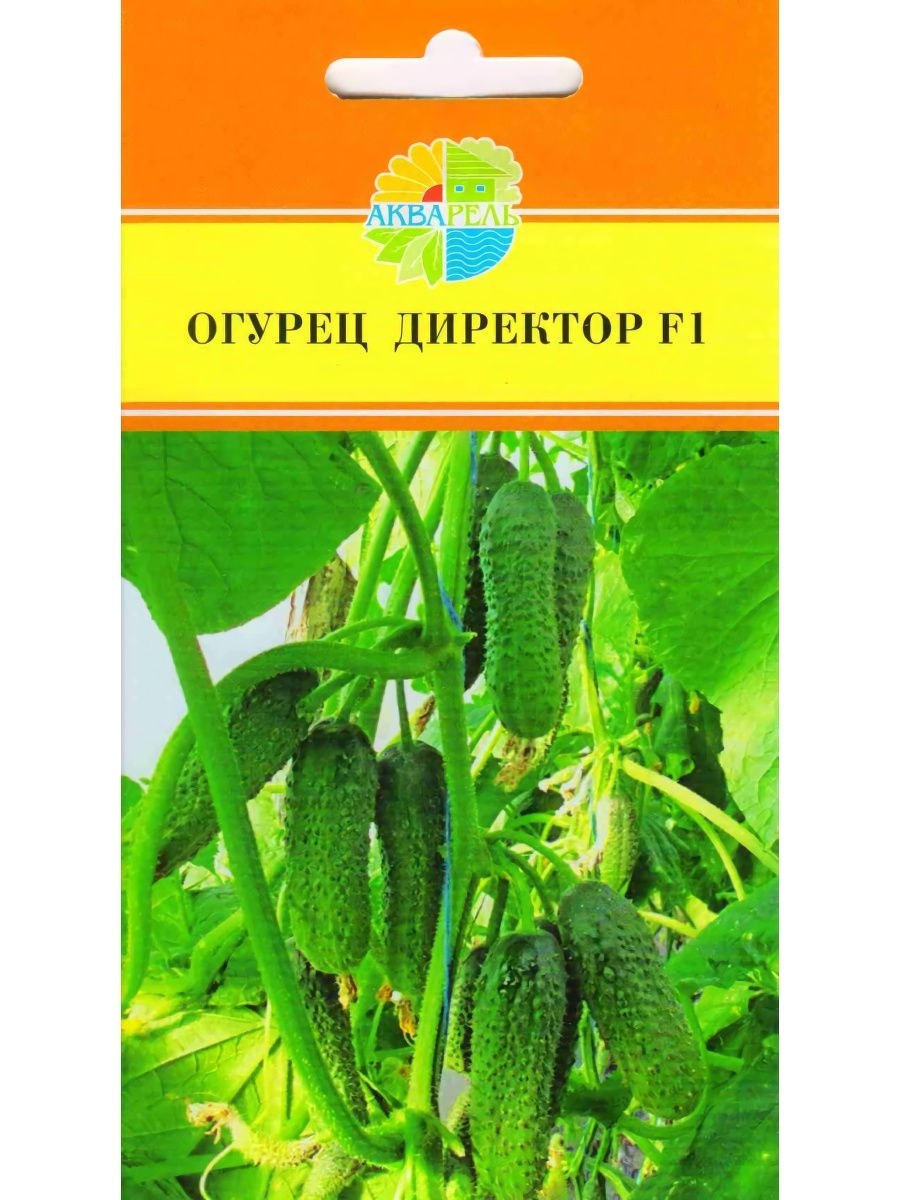 Огурец директор партнер