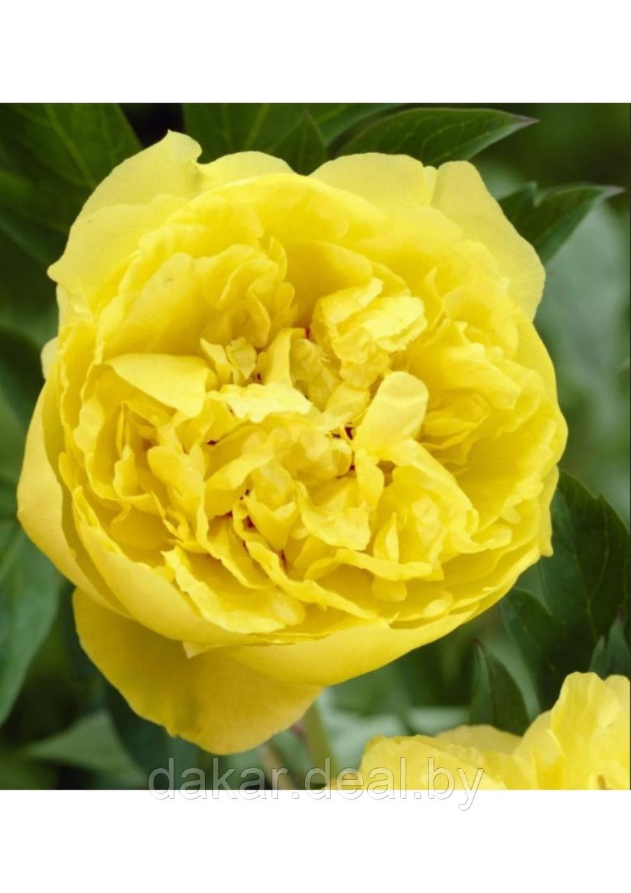 Пион древовидный Хай НУН