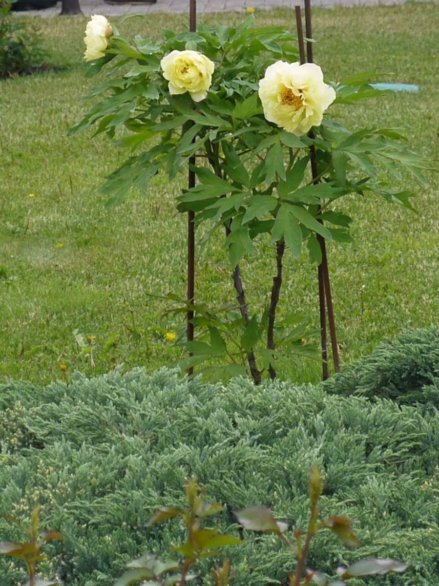 Пион древовидный золото Поднебесной