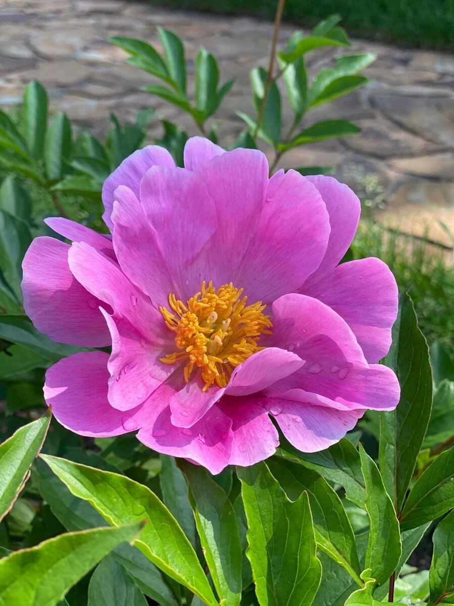 Пион древовидный Йеллоу