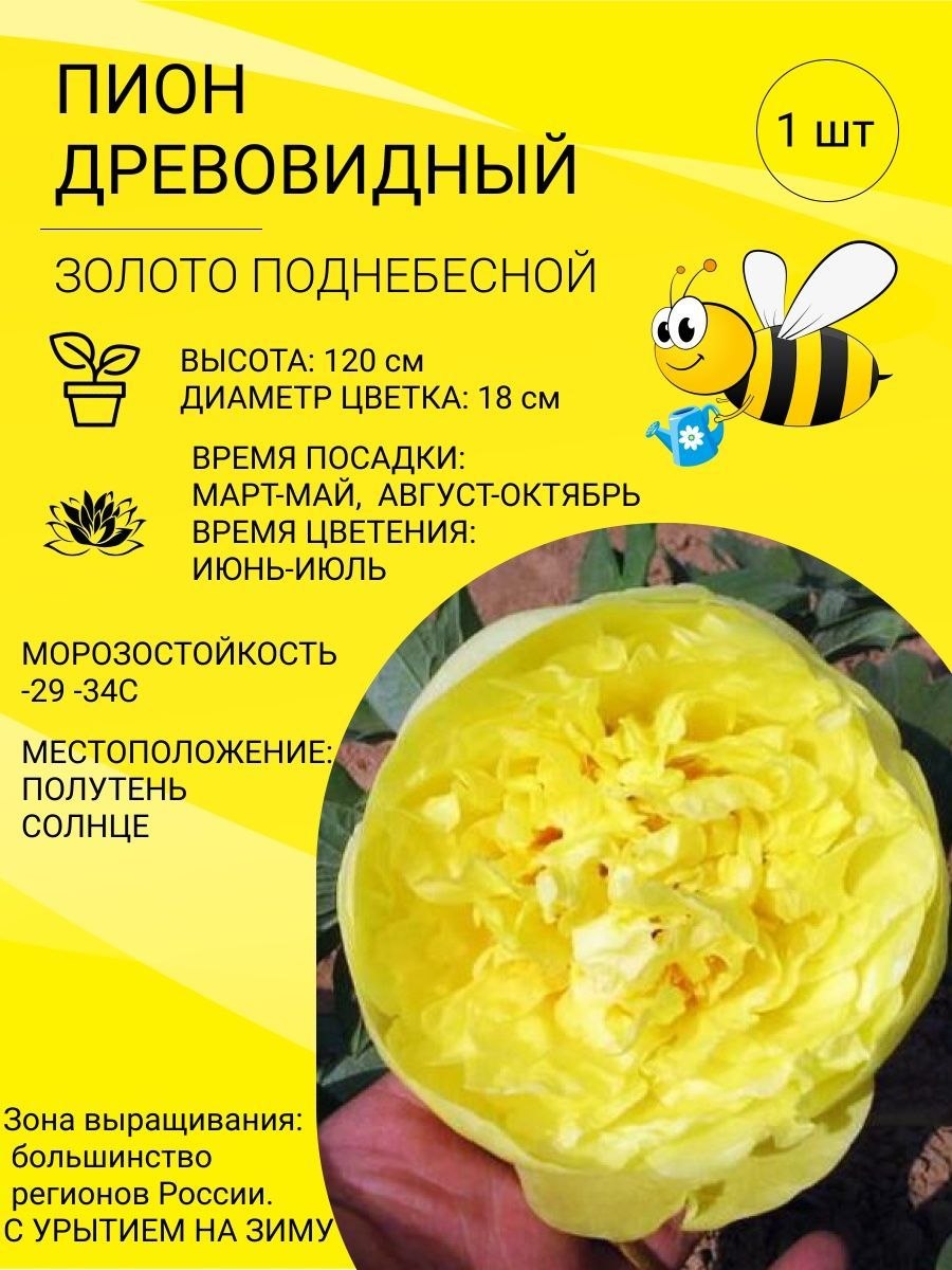 Пион древовидный Хай НУН