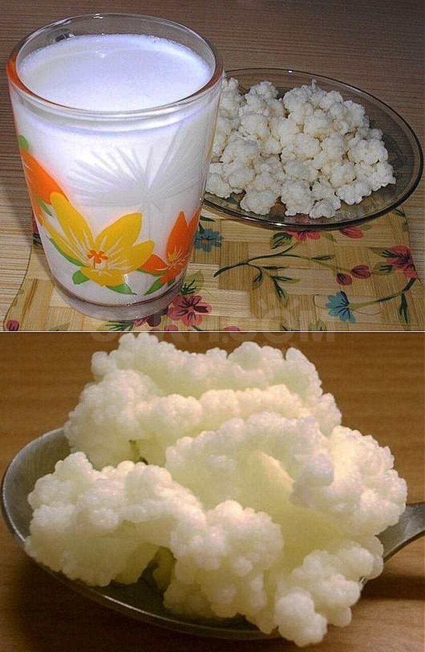 Кефирный гриб