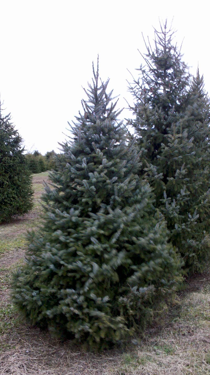 Picea omorika шишки