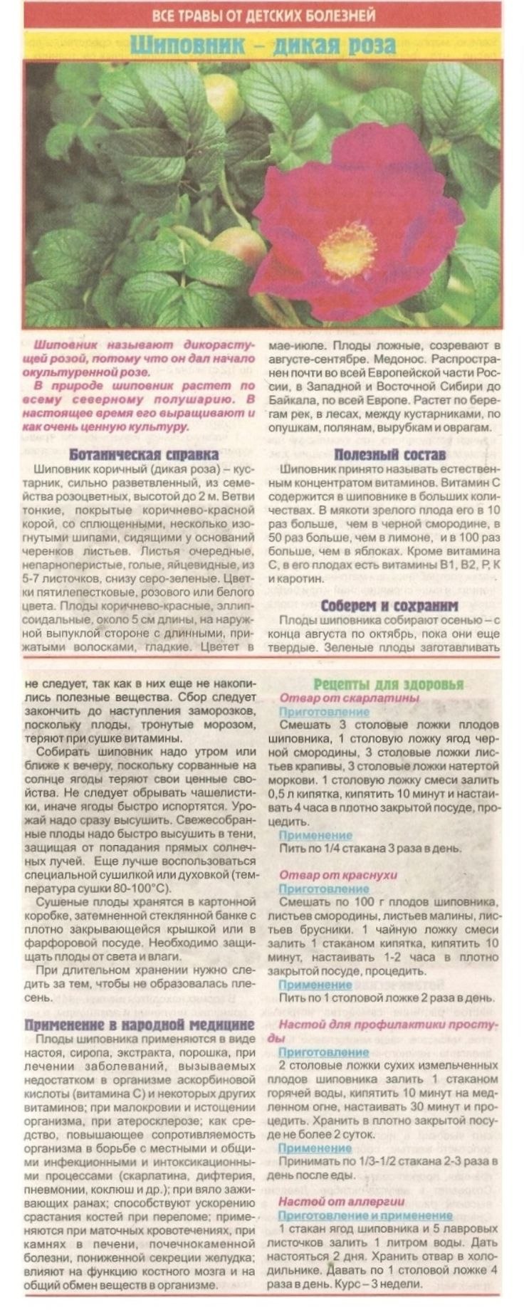 Шиповник Дикая роза в медицине