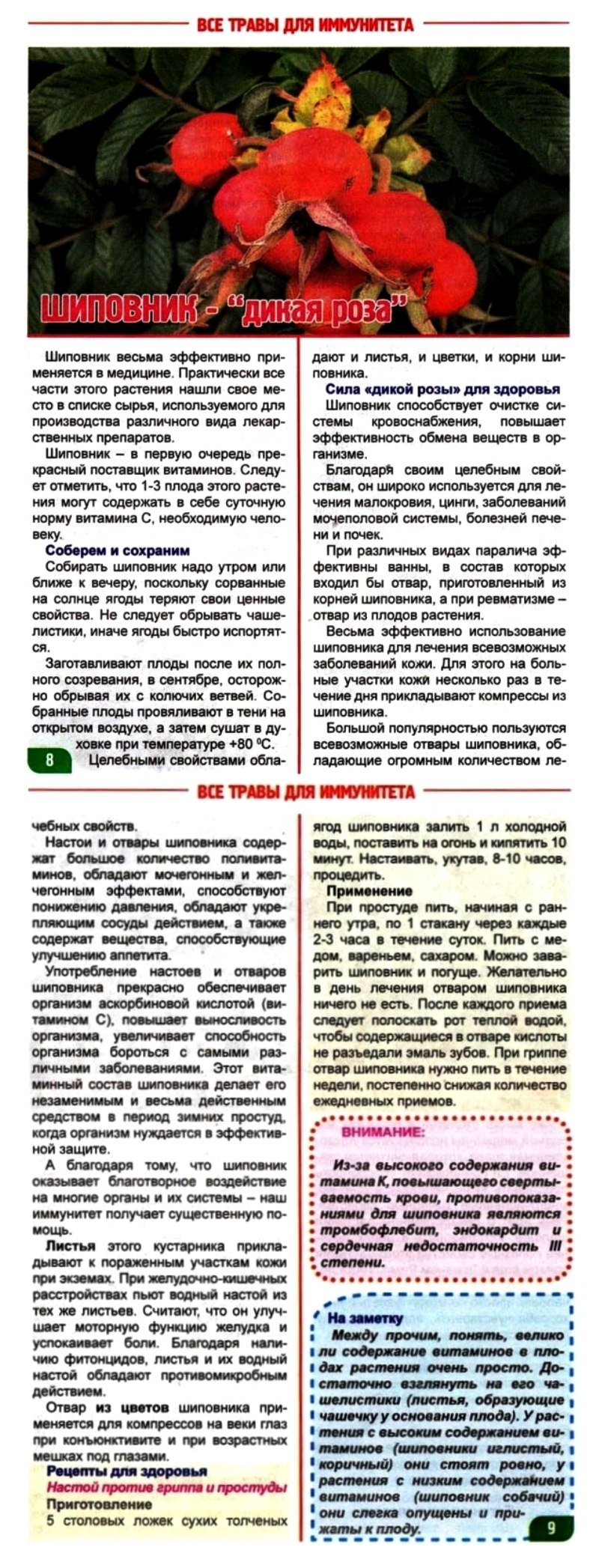 Классификация растения шиповник Дикая роза