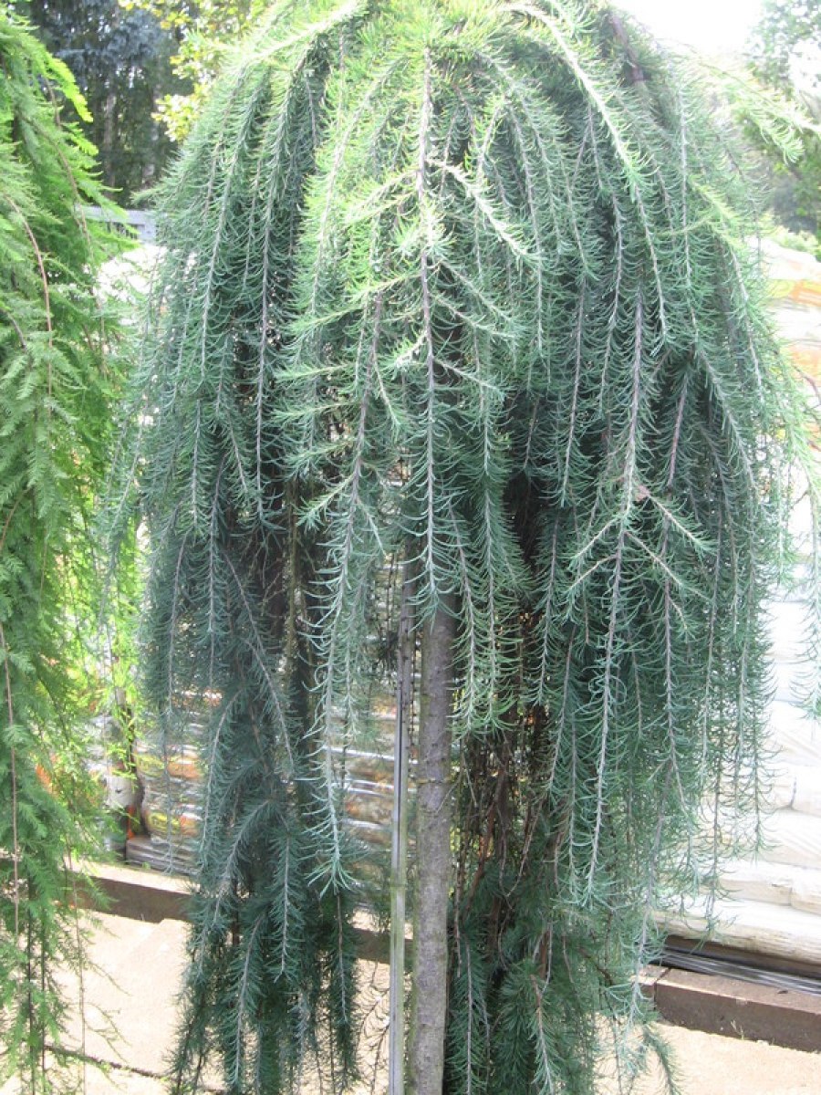 Лиственница Larix kaempferi. Wolterdingen