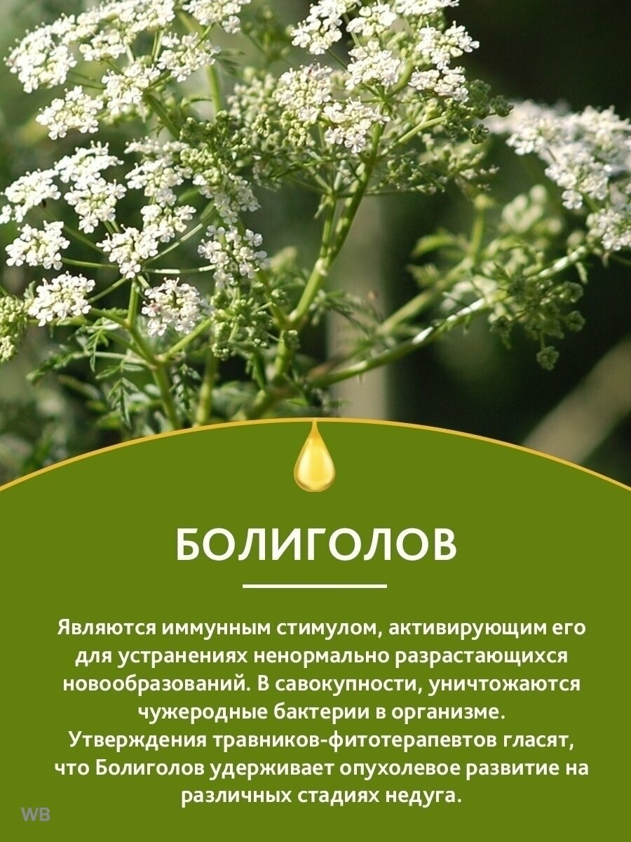 Борщевик дягиль Дудник