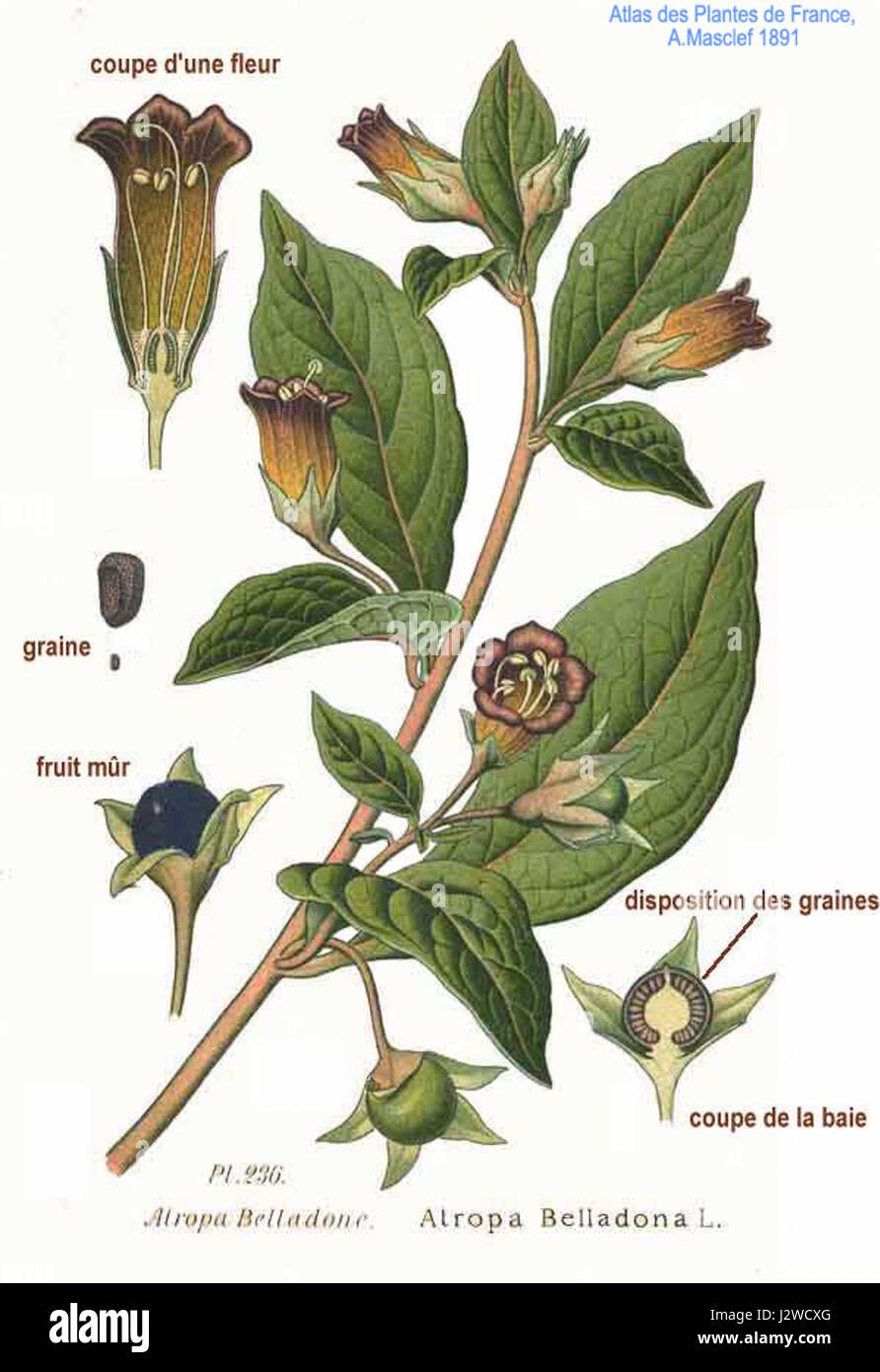 Строение цветка яблони биология 6 класс схема