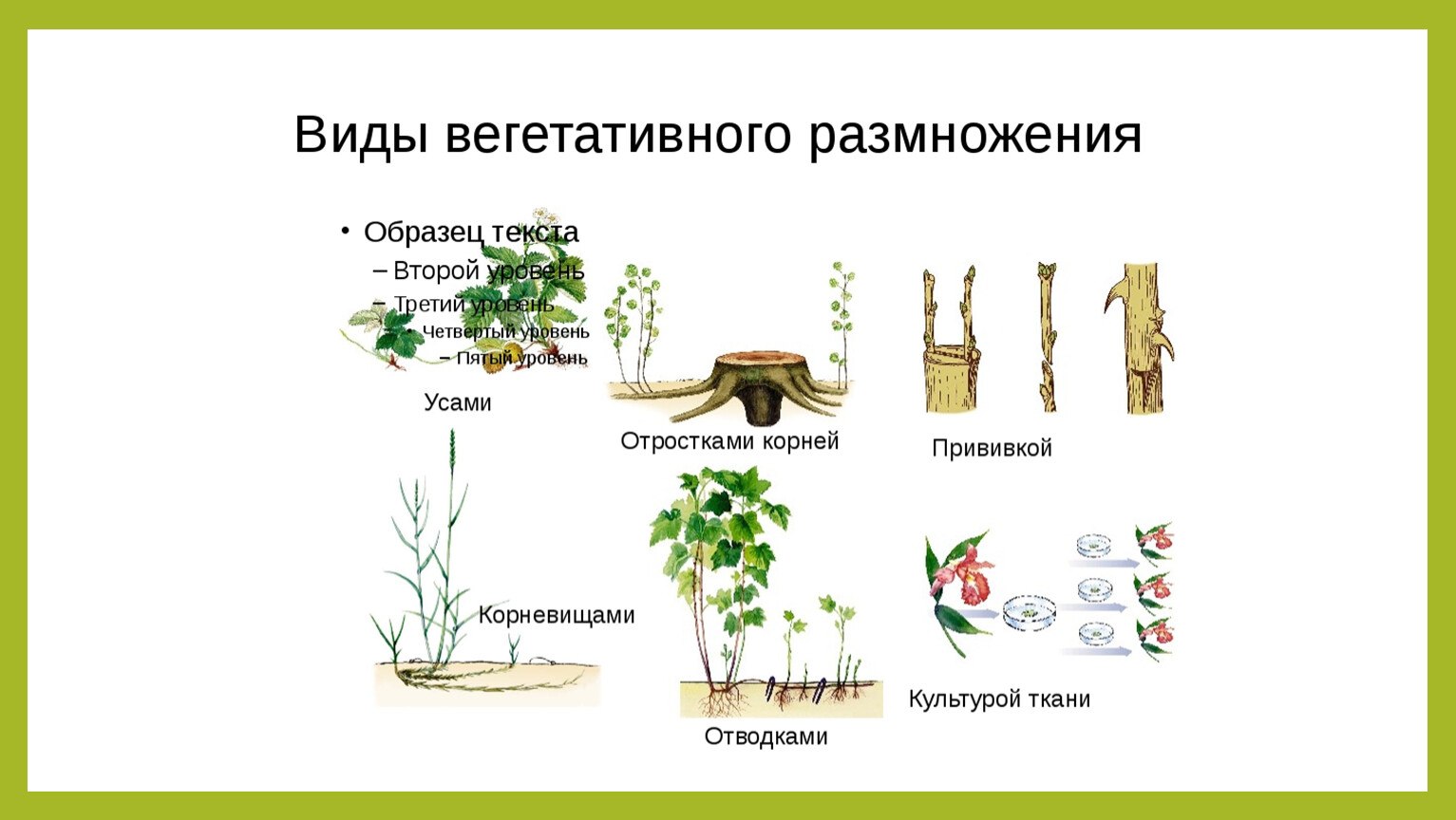 Какие способы размножения растений вы наблюдали. Метод вегетативного размножения растений. Вегетативное размножение схема. Вегетативное размножение растений. Типы размножения.. Вегетативное размножение растений схема.