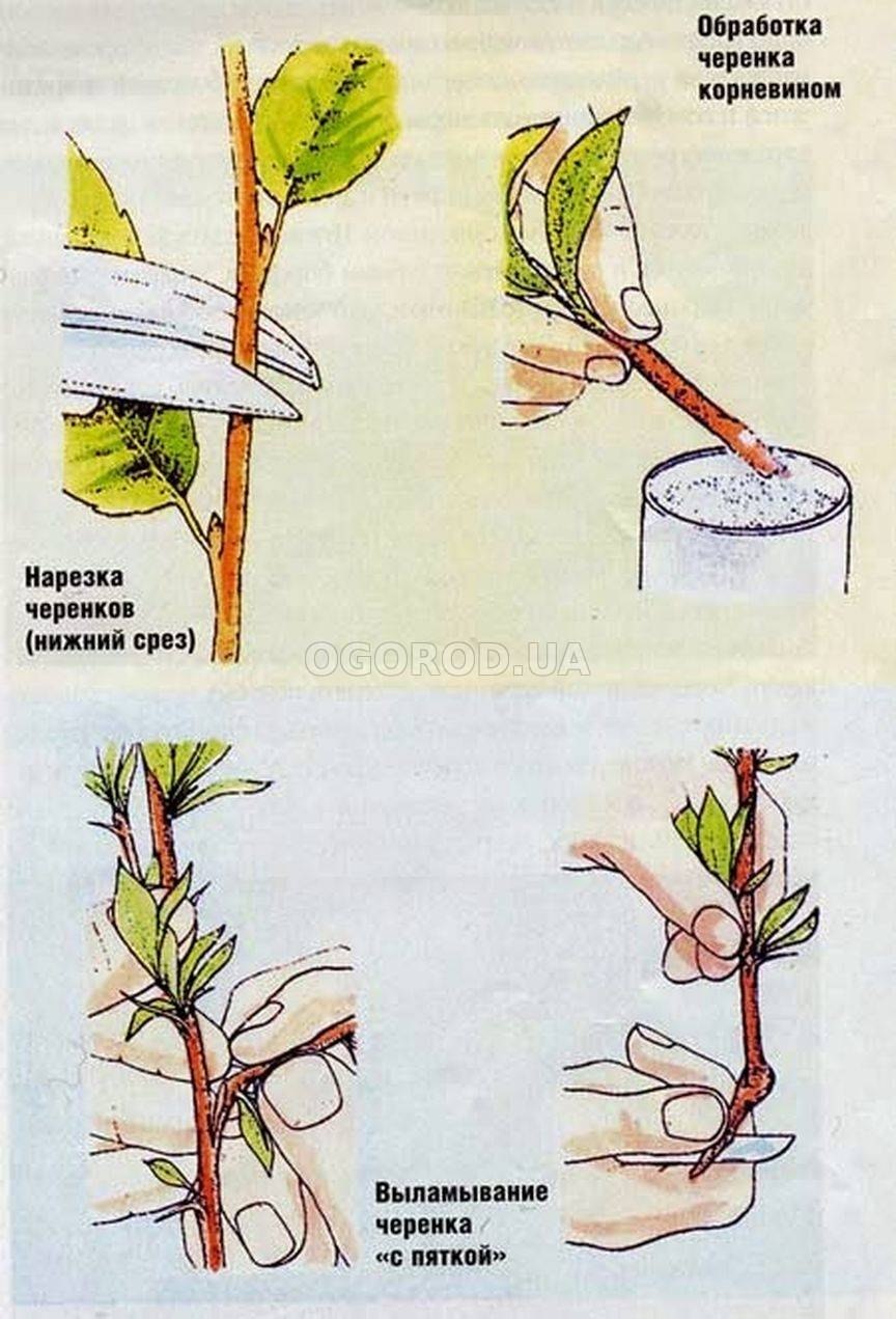 Вегетативное размножение малины