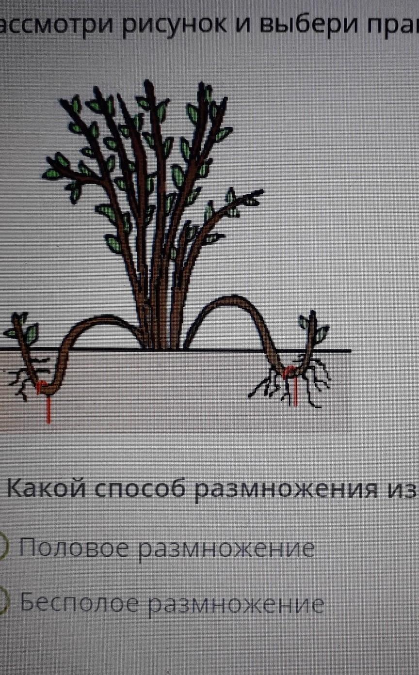Какой способ размножения изображён на рисунке