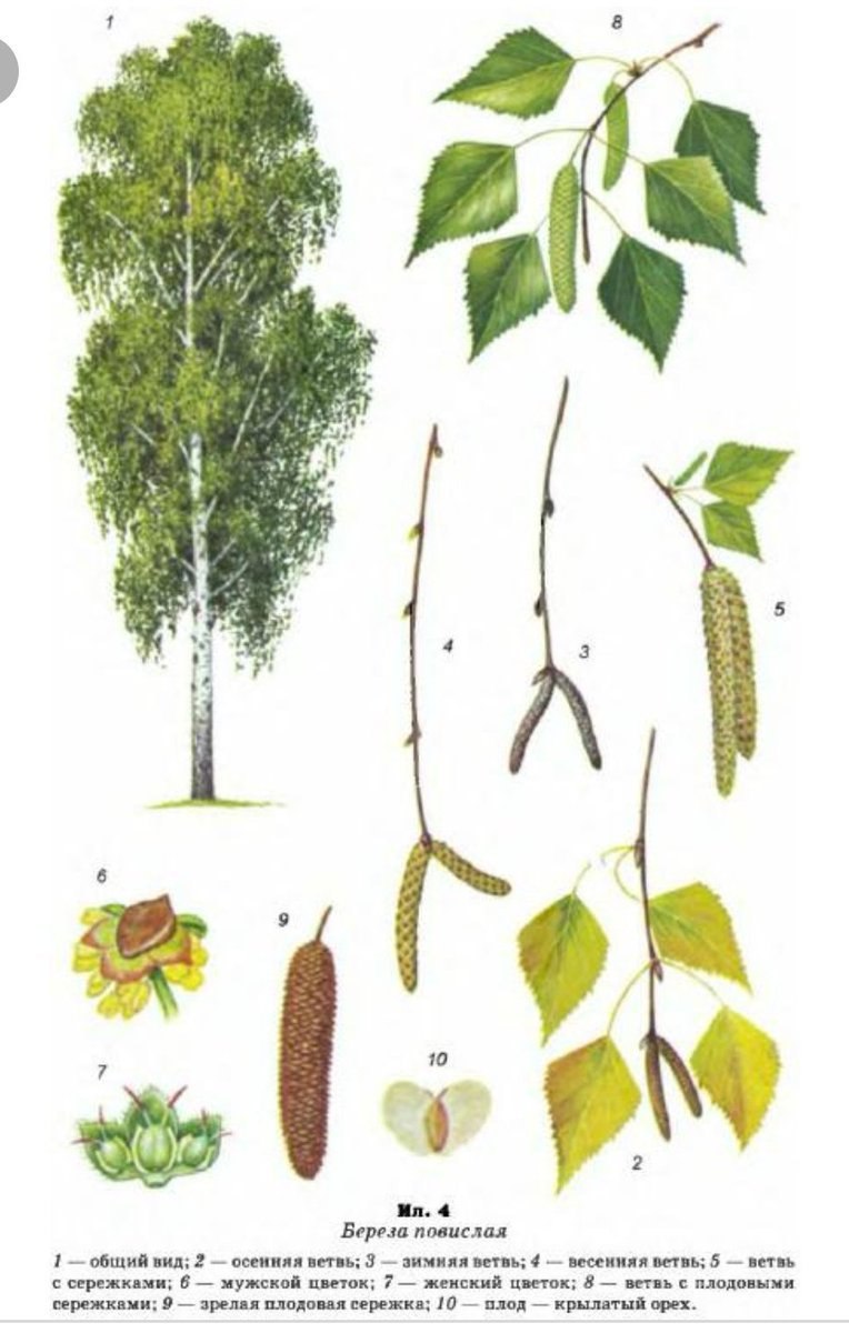 Береза бородавчатая Юнга