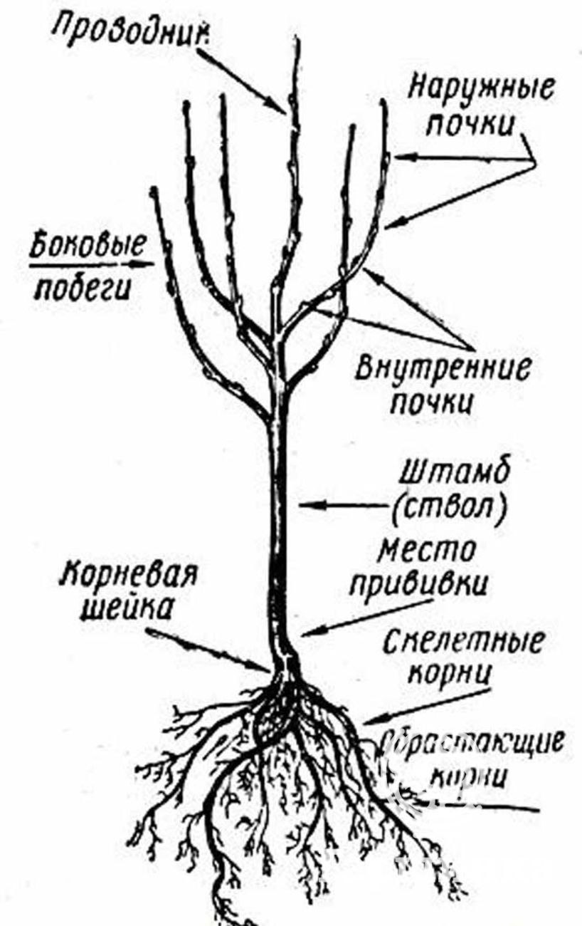 Корневая шейка ствола дерева