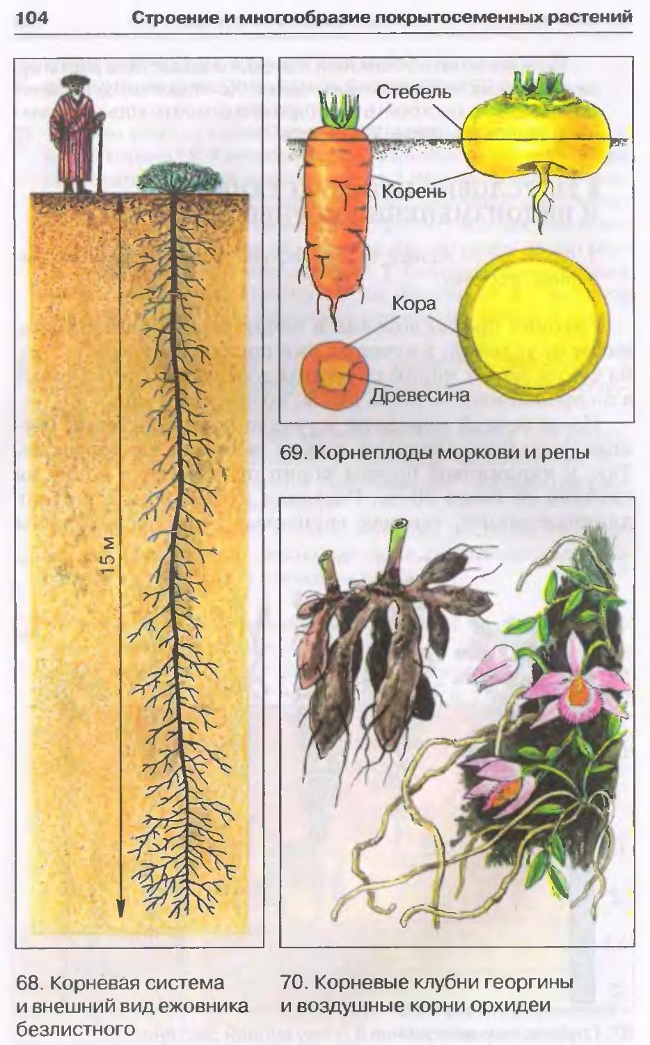 Корневая система цветковых растений. Видоизменения корневой системы растений. Схема корневой системы моркови.