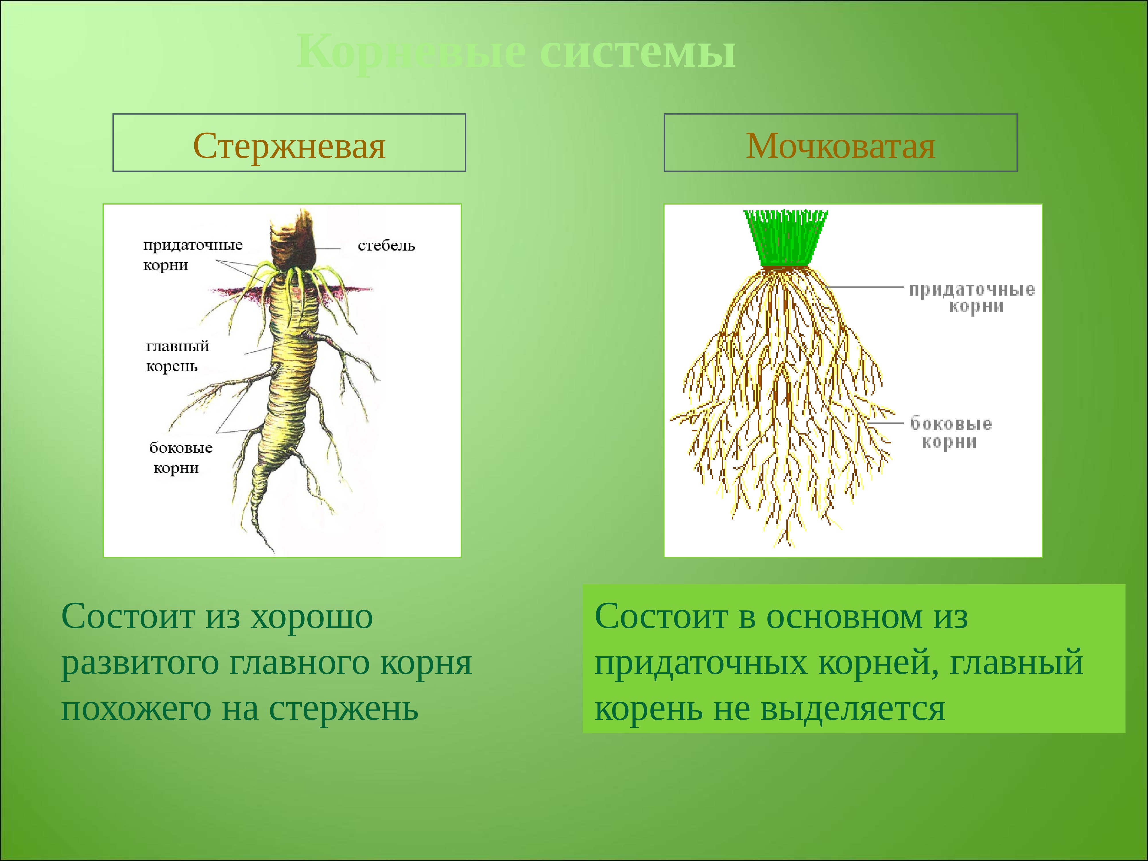 Главный корень зародыша развивается. Стержневая мочковая система корны. Стержневая и мочковатая система корня. Стержневая и мочковатая корневая система. Растения с стержневыми и мочковатыми корнями.