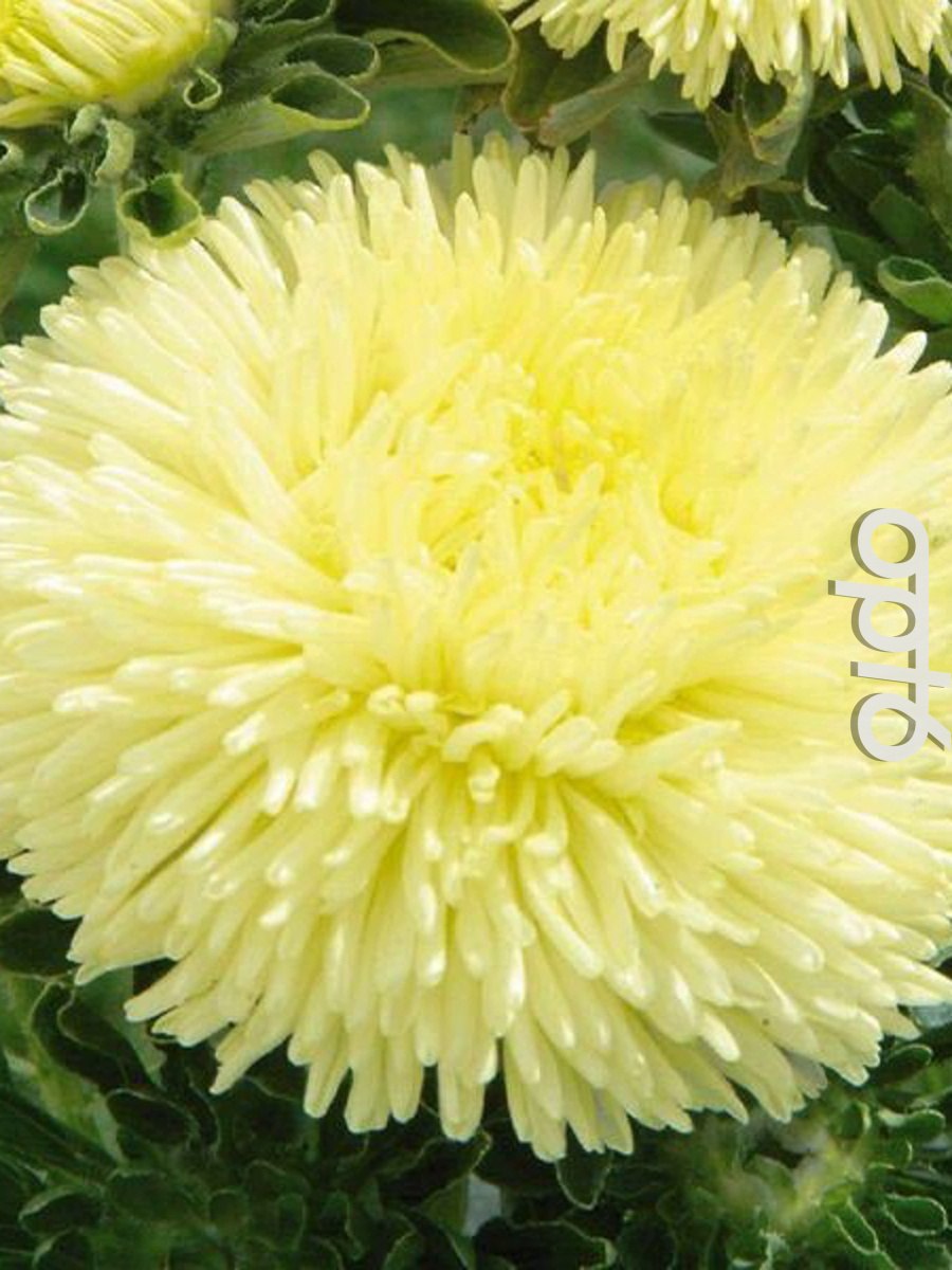 Леукантемум Luna