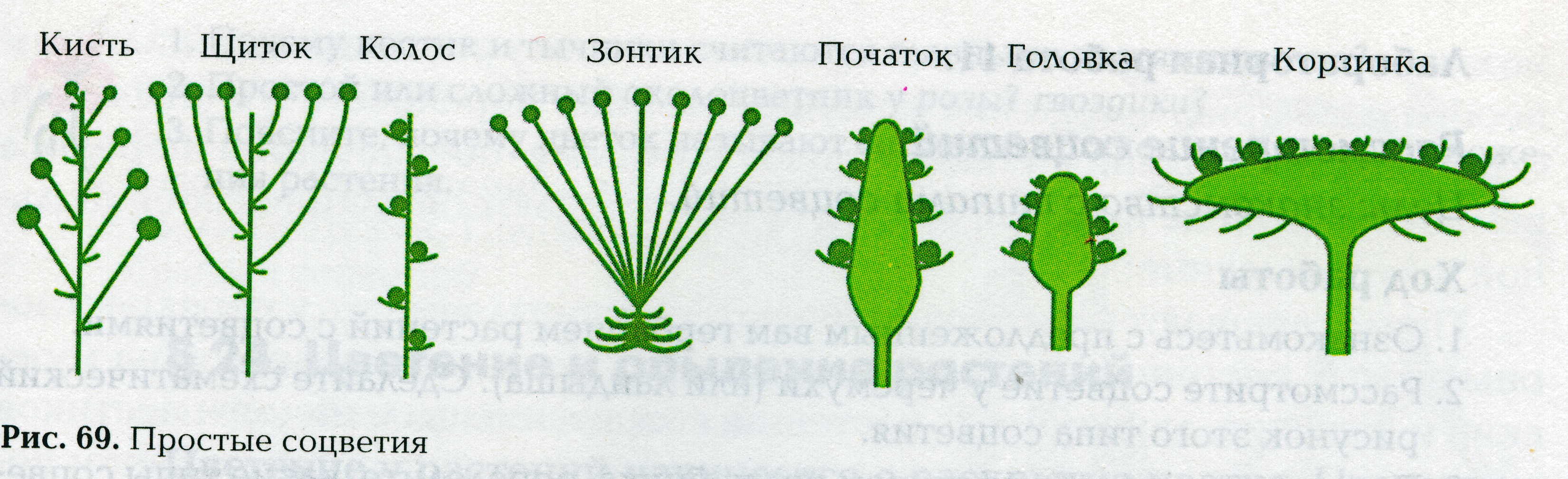 Подсолнух простой или сложный. Дихазий соцветие. Простые соцветия 6 класс биология. Простые соцветия 6 класс биология рисунок из учебника Пономарева. Монохазий соцветие.