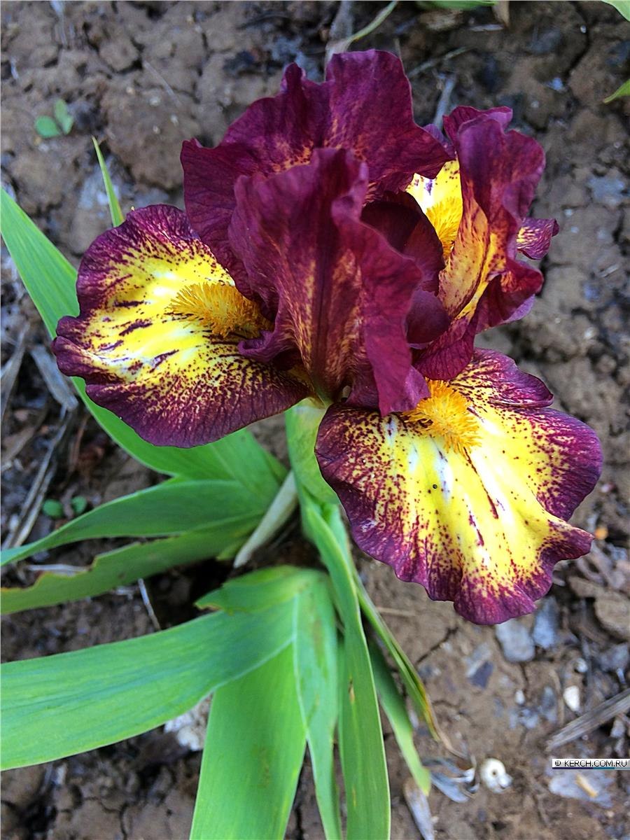 Карликовый Ирис мини драгон