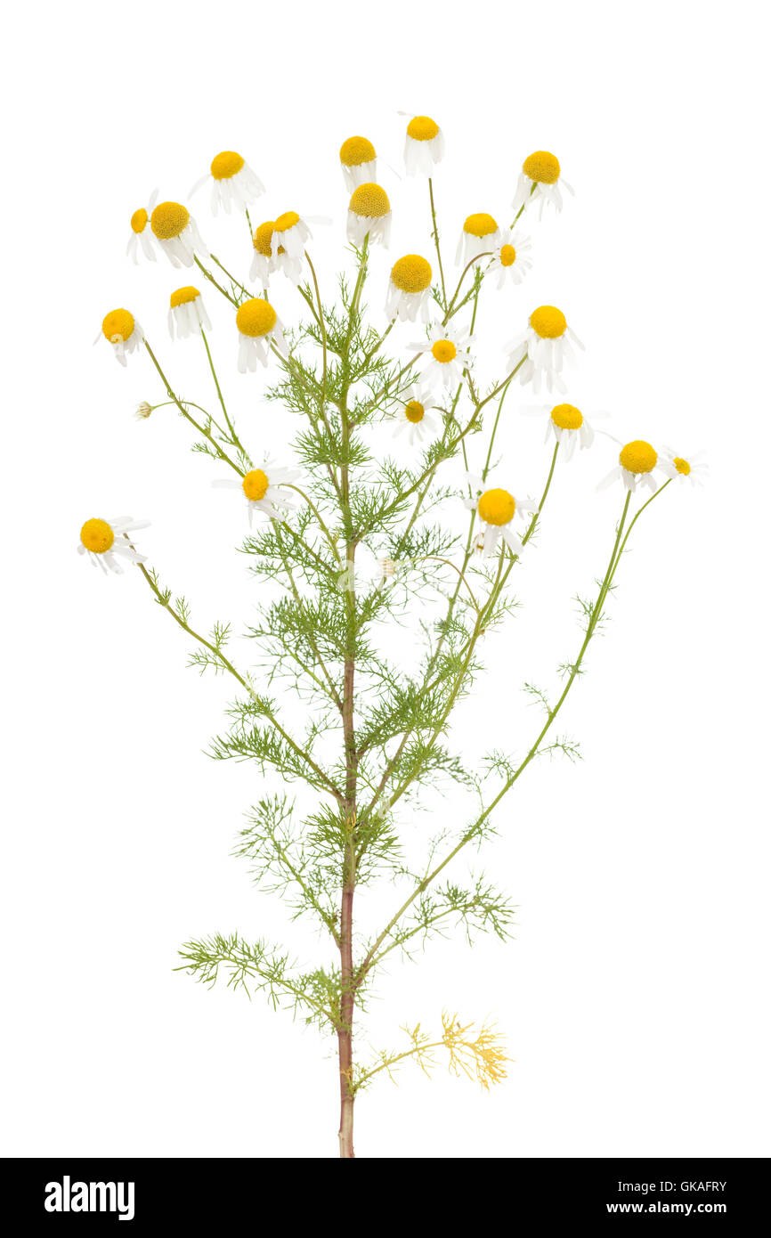 Ромашка аптечная без фона