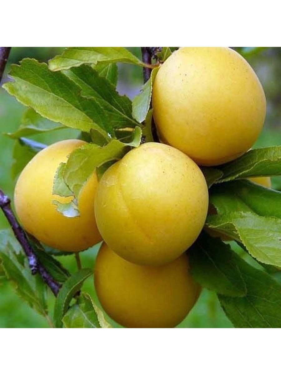 Слива желтая злато скифов