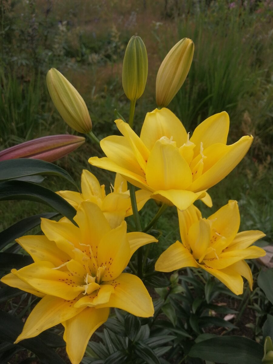 Лилия азиатская фата Моргана