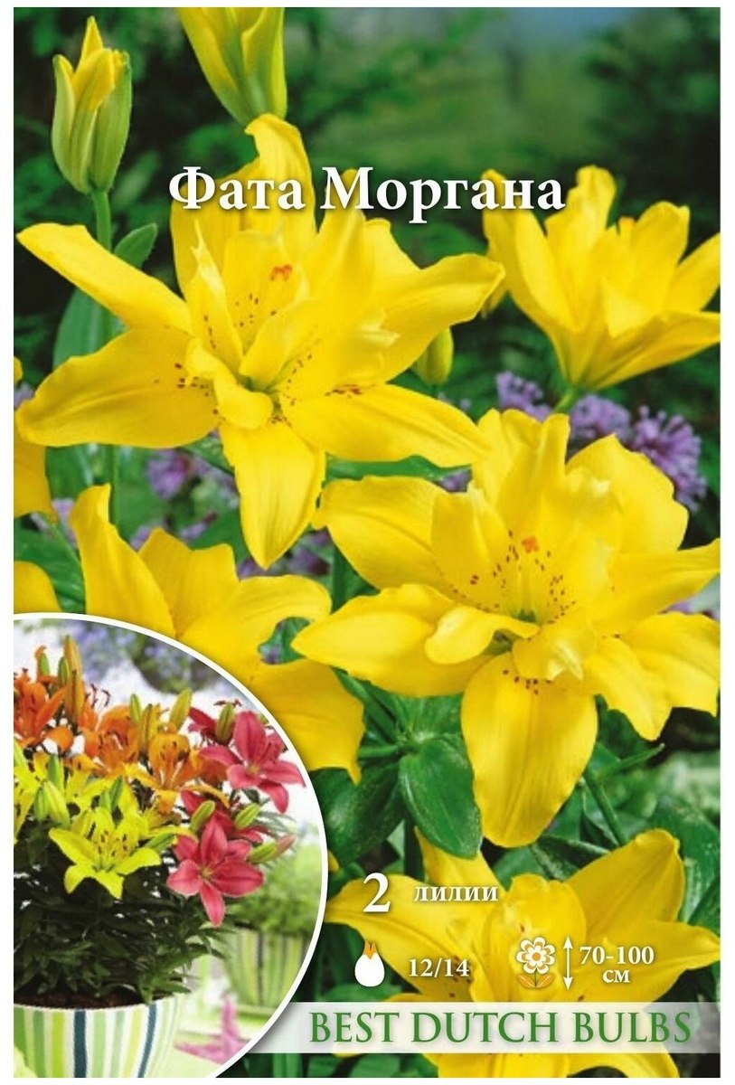 Лилия фата Моргана 1 уп. (2 Шт.)