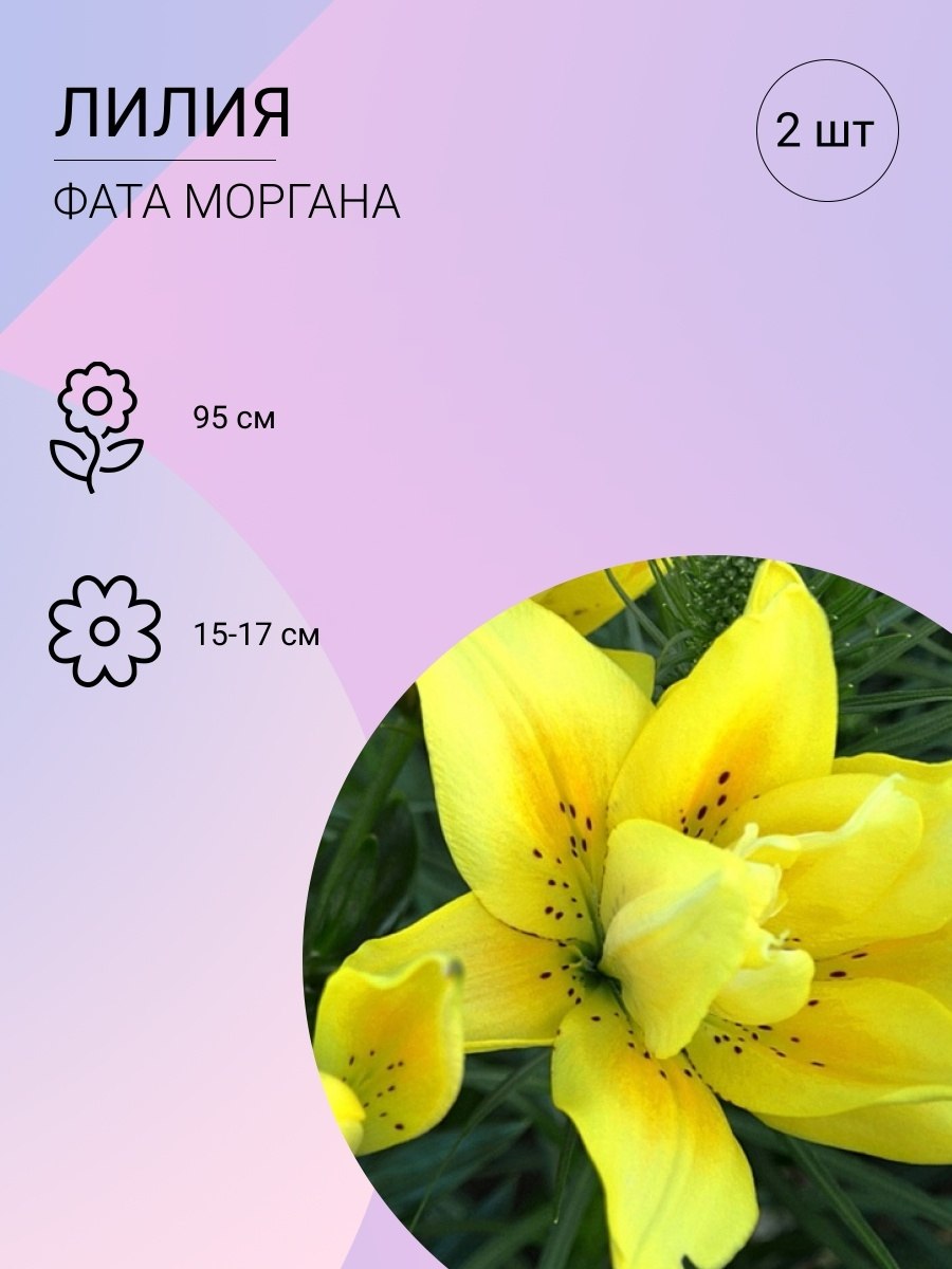 Лилия Эприкот Фуджи