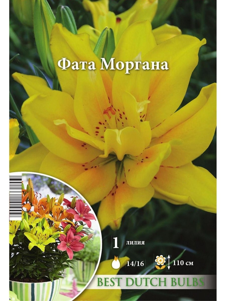 Лилия азиатская Парадиз