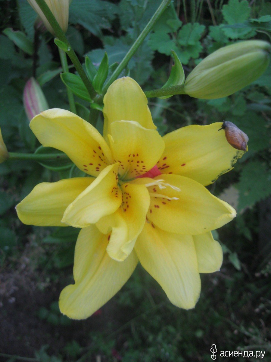 Лилия азиатская махровая Scoubidou