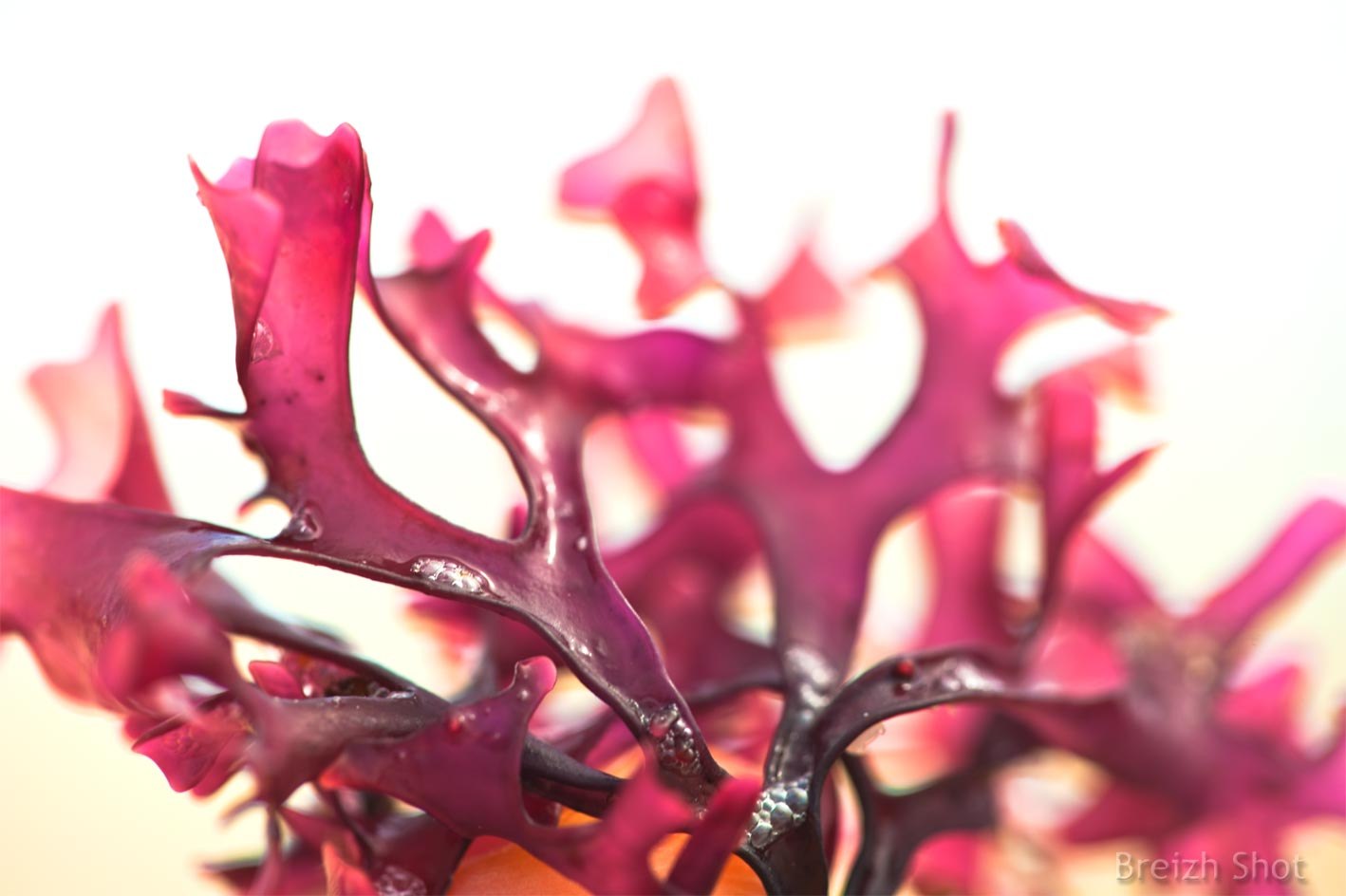 Багрянка водоросль. Красные водоросли Филлофора. Красные водоросли багрянки. Родимения. Красивые красные водоросли.
