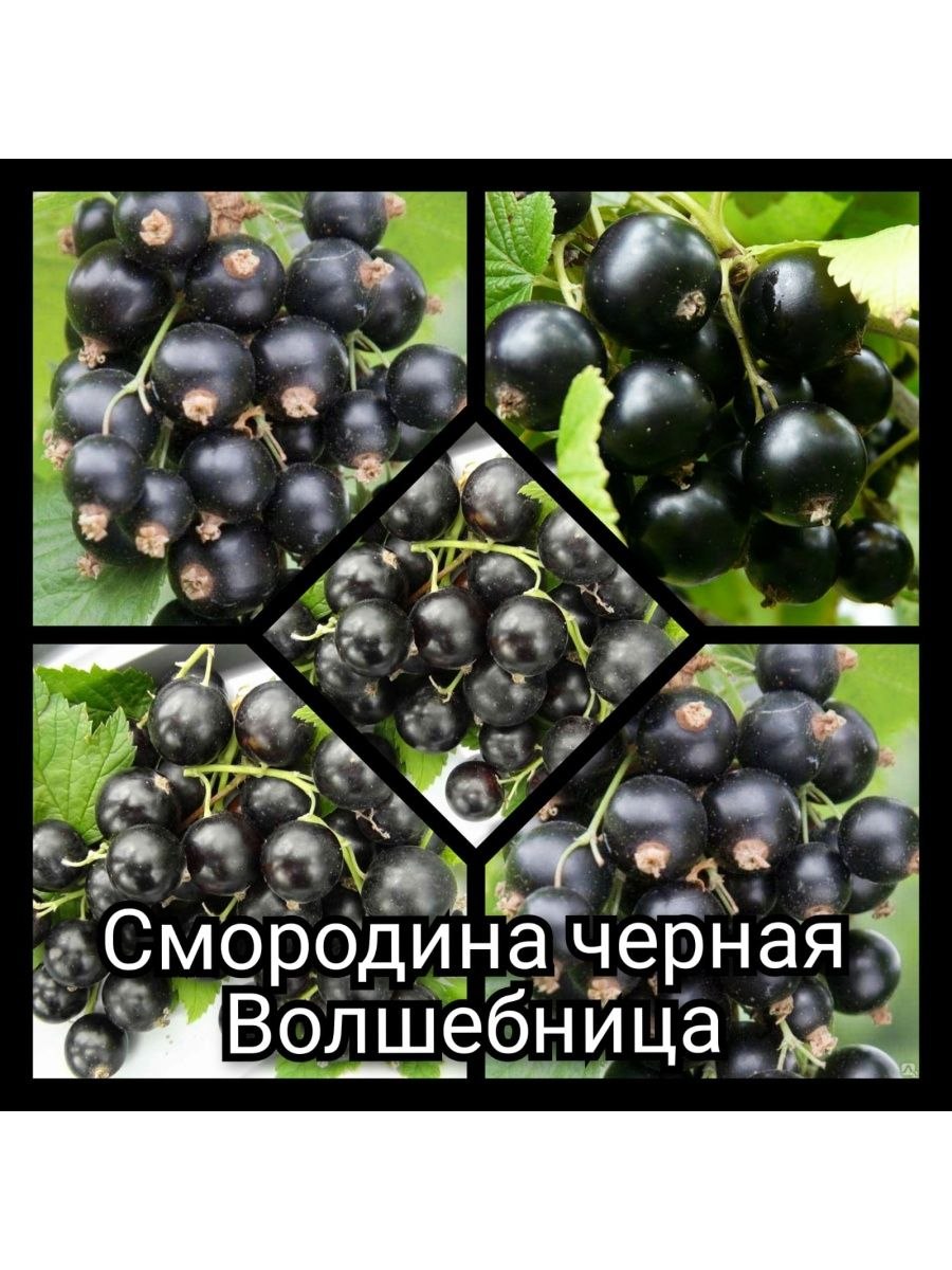 Смородина черная ядреная описание сорта