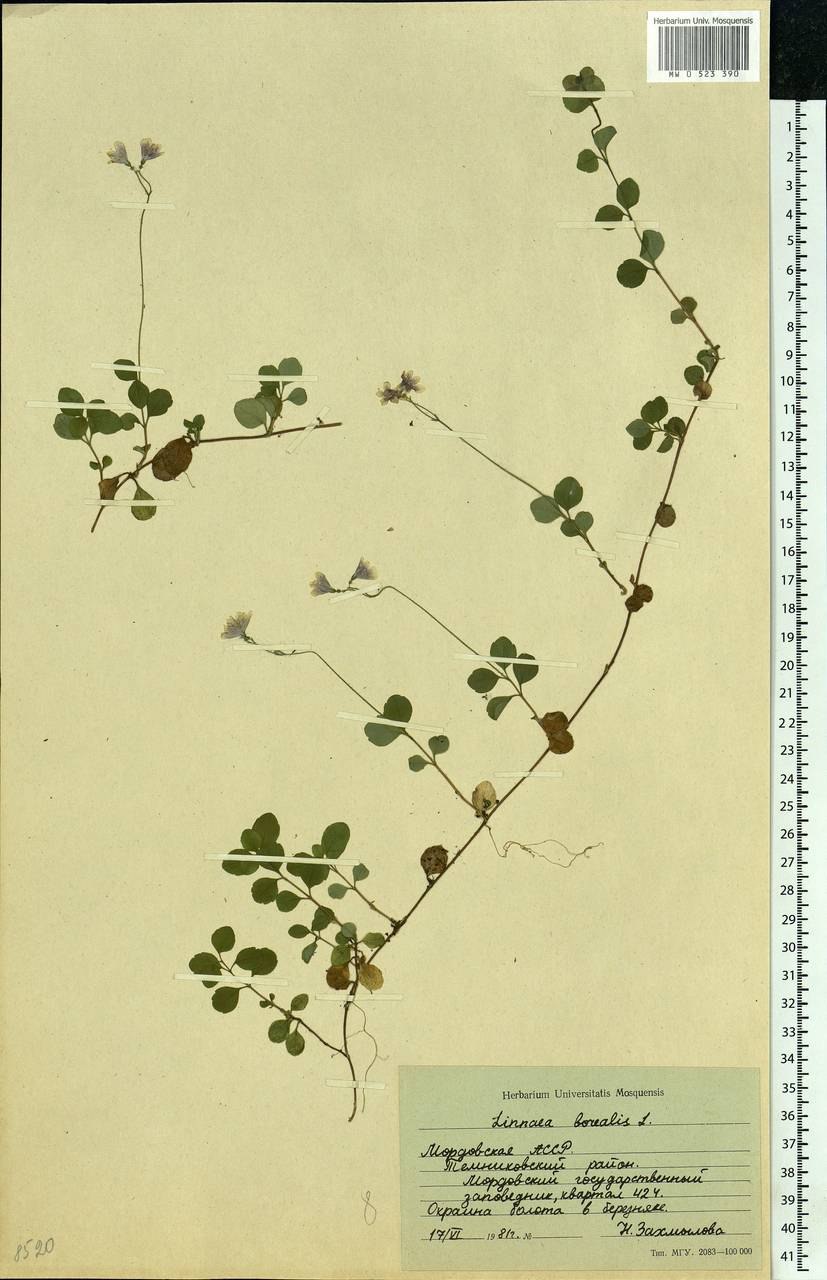 Линнея северная южная