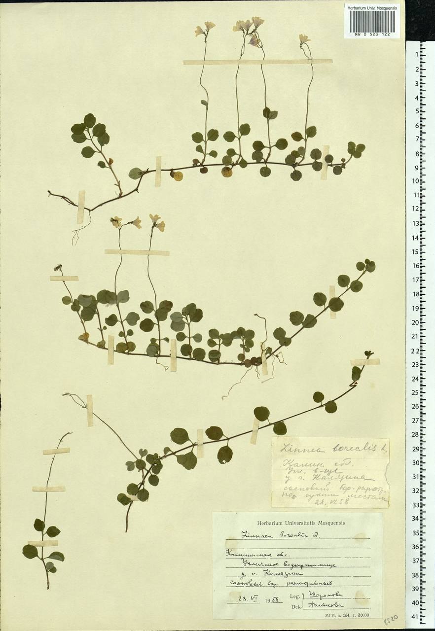 Линнея Северная гербарий