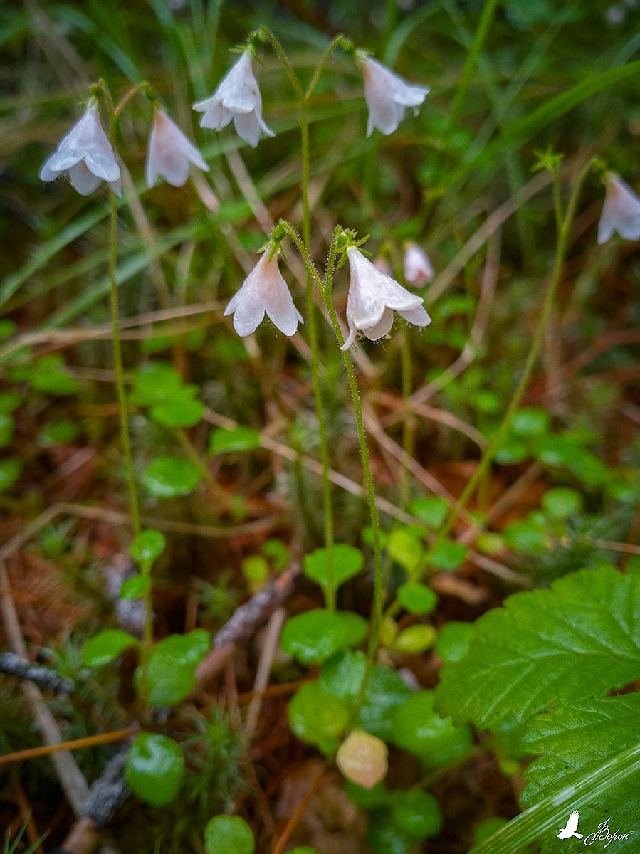Линнея Северная корни