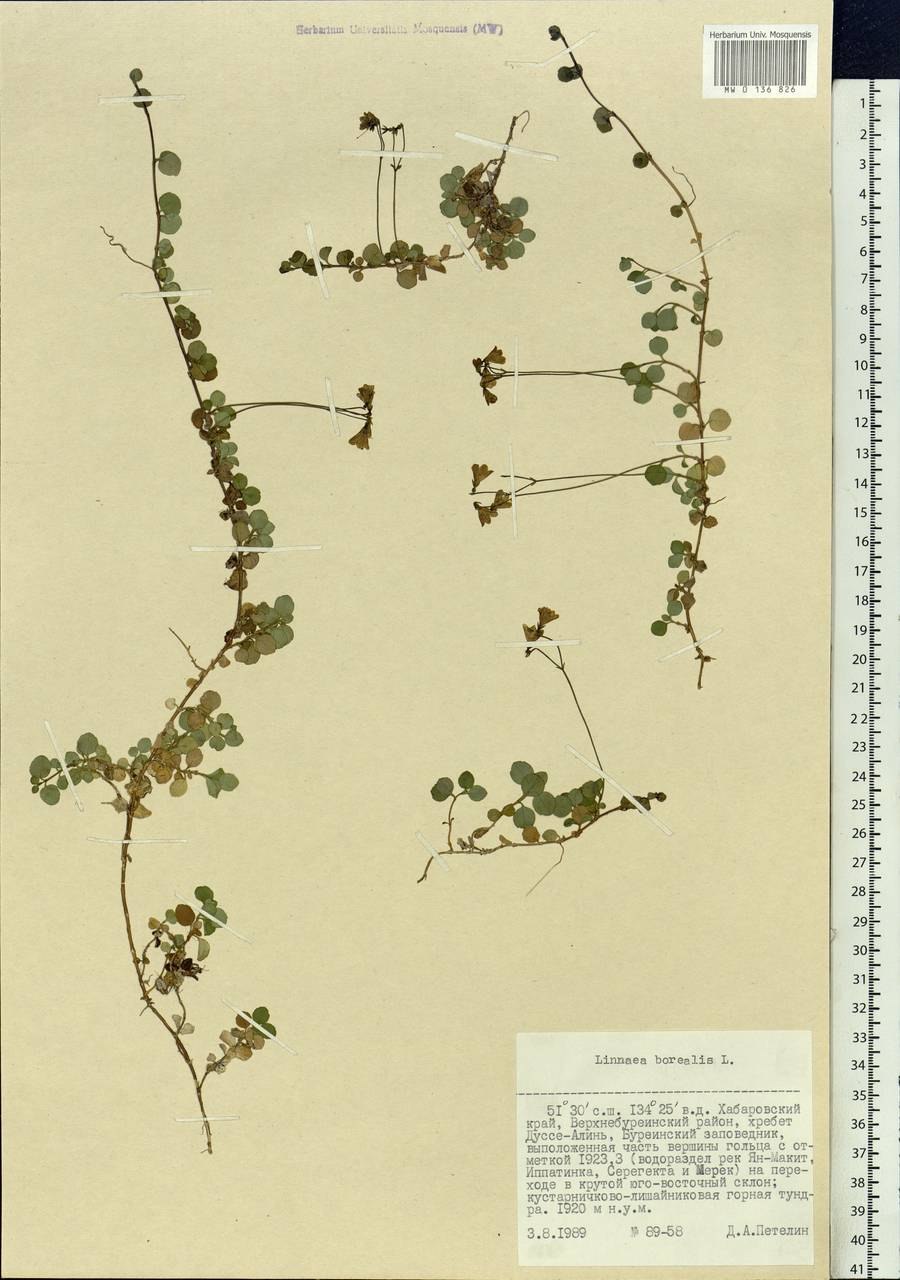 Линнея Северная гербарий
