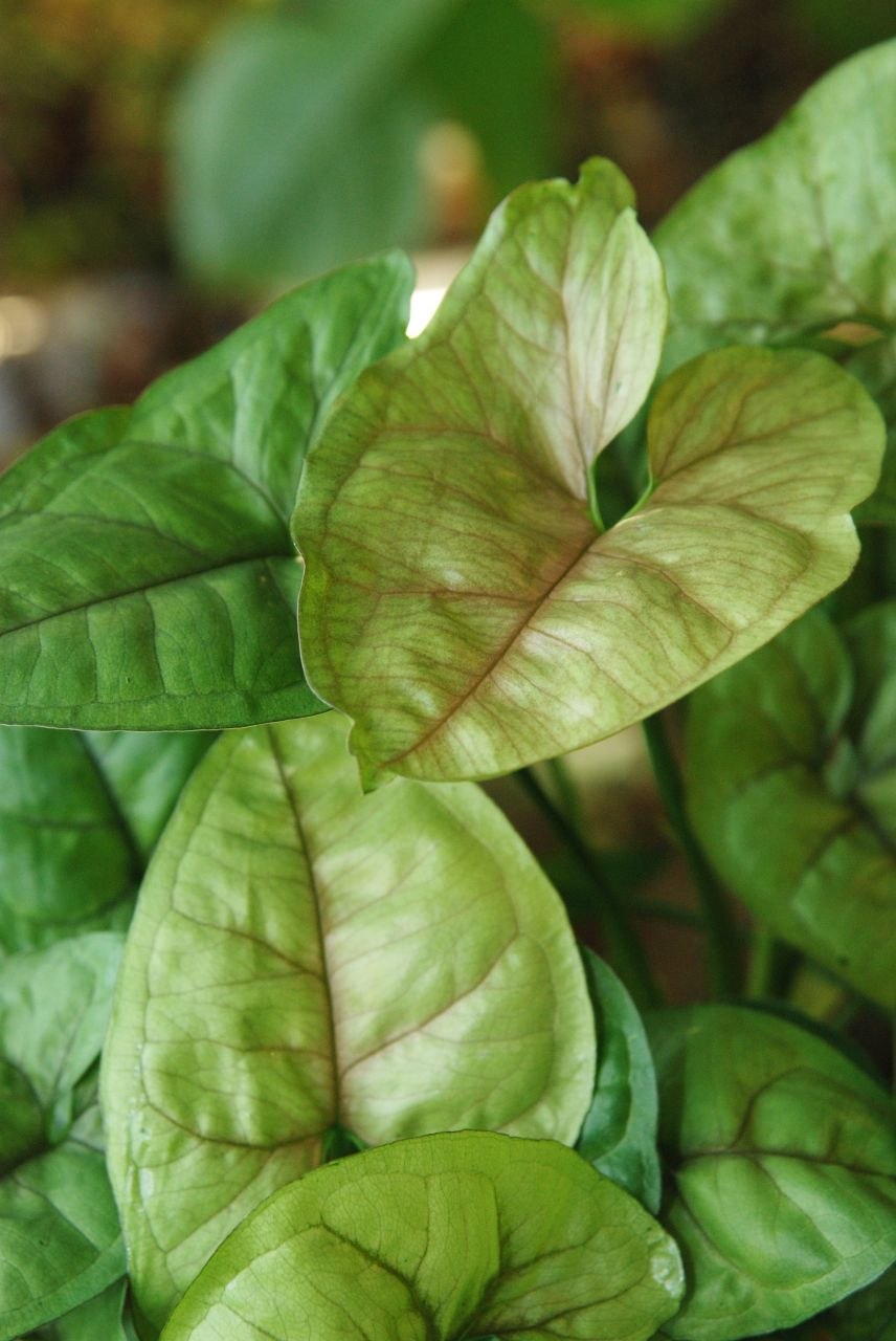 Сингониум Мохито фото в интерьере