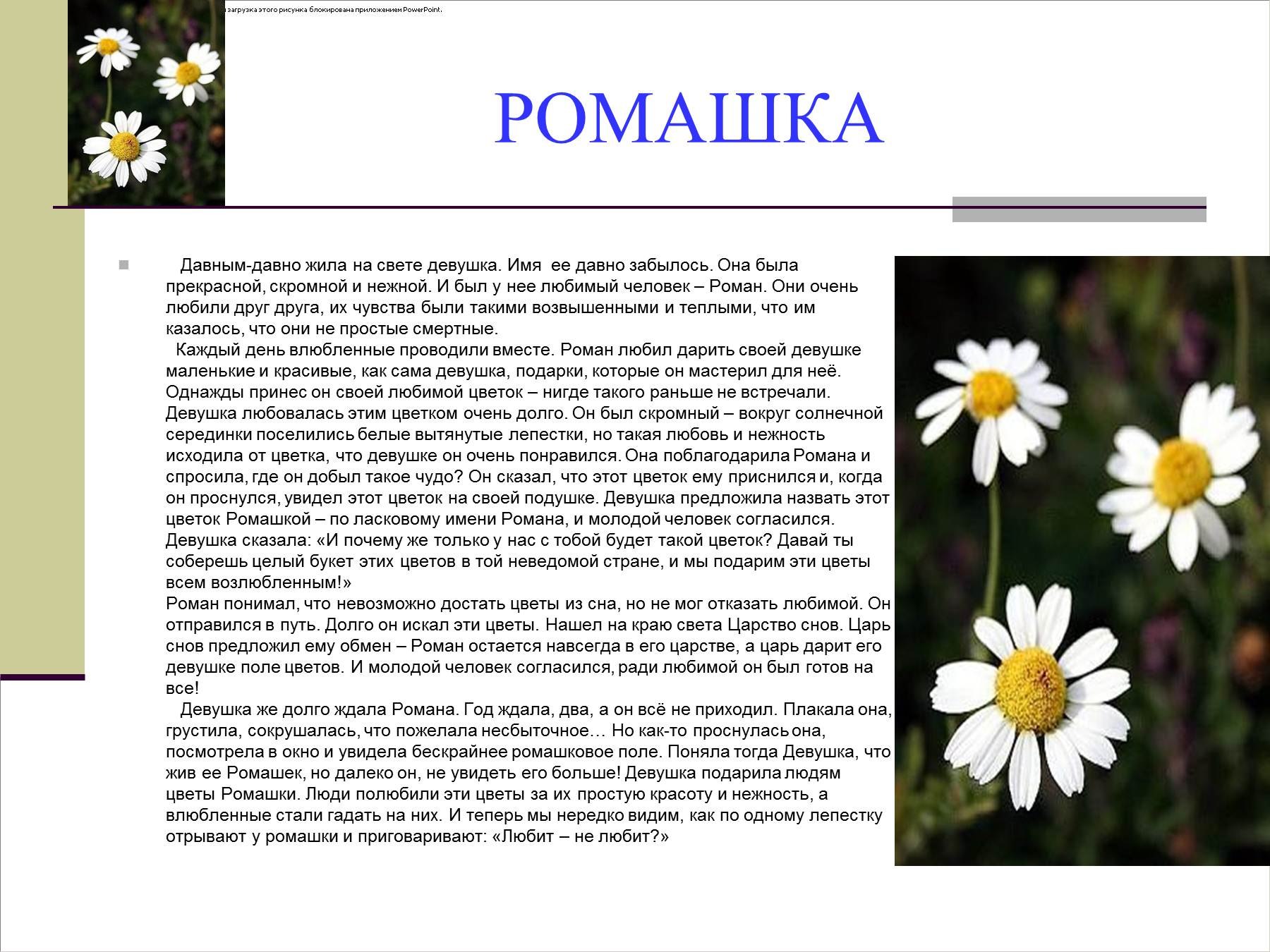 Описание ромашки 3 класс по русскому языку