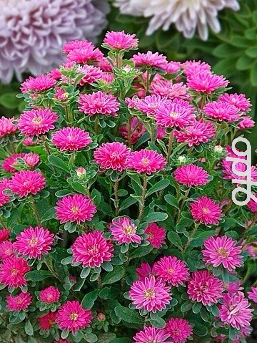 Астра Матсумото смесь