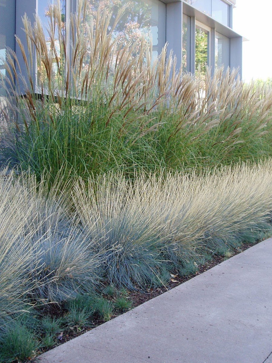 Мискантус китайский сахароцветковый